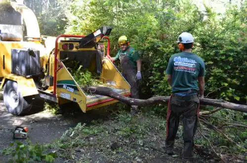 tree services New Paris